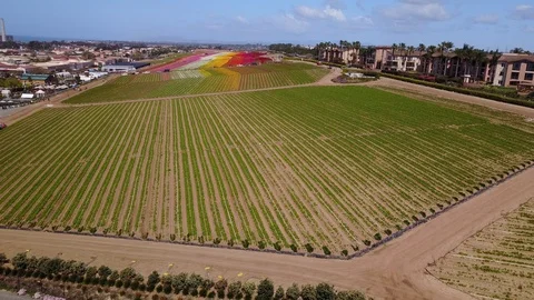 Carlsbad, CA - The Flower Fields - Drone Video Video stock 87998955