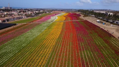 Carlsbad, CA - The Flower Fields - Drone Video Video stock 88000107