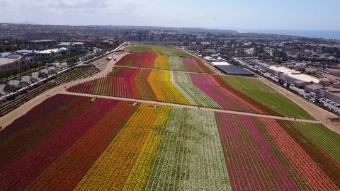 Carlsbad, CA - The Flower Fields - Drone Video Video stock 88000186
