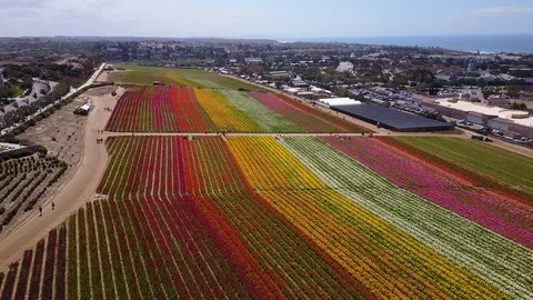 Carlsbad, CA - The Flower Fields - Drone Video Video stock 88001296