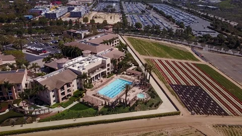 Carlsbad, CA - The Flower Fields - Drone Video Video stock 88001936