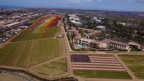 Carlsbad, CA - The Flower Fields - Drone Video Video stock 88002549