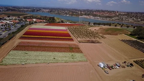 Carlsbad, CA - The Flower Fields - Drone Video Video stock 88002778