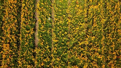 Carlsbad, CA - The Flower Fields - Drone Video Video stock 88003511