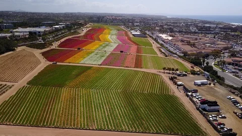Carlsbad, CA - The Flower Fields - Drone Video Video stock 88003612