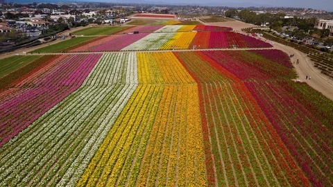 Carlsbad, CA - The Flower Fields - Drone Video Video stock 88004754