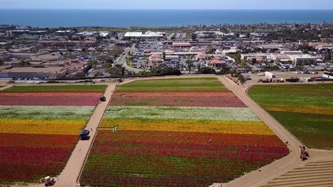Carlsbad, CA - The Flower Fields - Drone Video Video stock 88004984