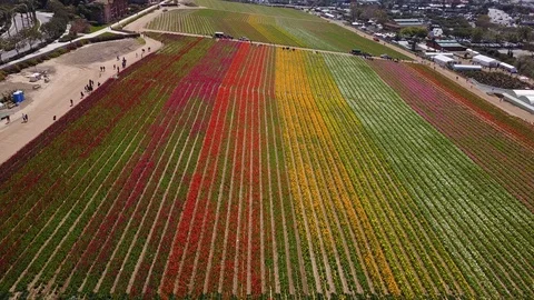 Carlsbad, CA - The Flower Fields - Drone Video Video stock 88013878