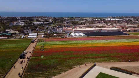 Carlsbad, CA - The Flower Fields - Drone Video Video stock 88014295