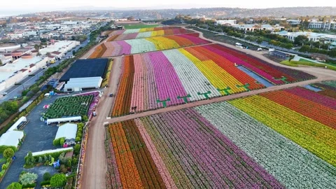 Carlsbad Flower Fields Aerial View 스톡 동영상 332944495