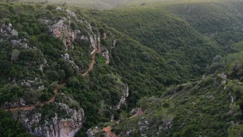 Carmel forest Stock Footage 267722598