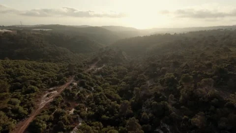 Carmel Forest Sunset Aerial Video stock 200775847