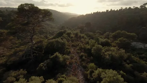 Carmel Forest Sunset Aerial Video stock 200775882