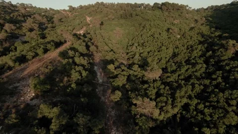 Carmel Forest Sunset Aerial Video stock 200776035