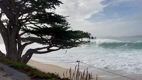 Carmel River Beach Waves and Cypress Stock-Footage 260995832