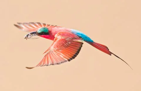 Carmine bee eater bird in flight Stock Photos