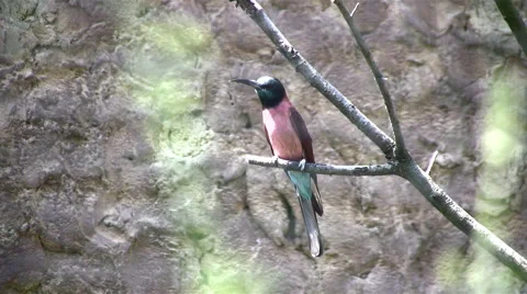 Carmine bee-eater long shot Stock Footage 51436525