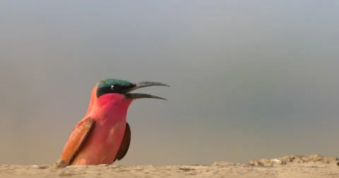 Carmine Bee-eater, Merops nubicoides, Zambezi, Mana Pools NP, Zimbabwe in Africa Stock Footage 164696906