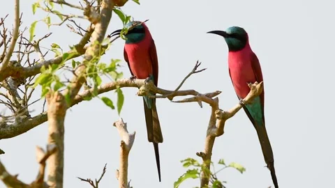 Carmine Bee-Eater Merops nubicoides on a tree branch in Tanzania wilderness 库存影片 297536731
