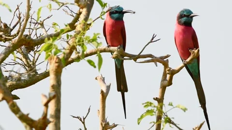 Carmine Bee-Eater Merops nubicoides on a tree branch in Tanzania wilderness Stock-Footage 297536742