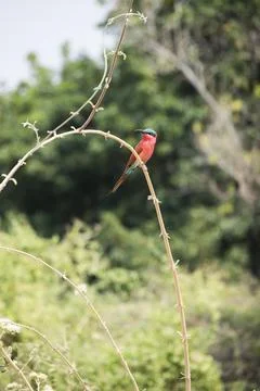 Carmine Bee Eater Stock Photos