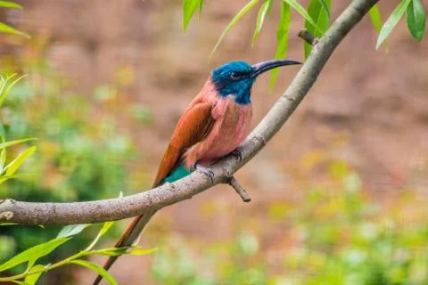 Carmine bee-eater sitting on tree branch red and blue feathers Stock Photos
