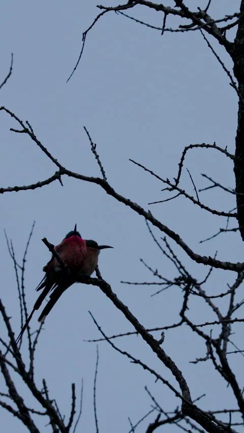 Carmine Bee-eaters Perched on Bare Tree Branches Against Sky Stock Footage 338559108