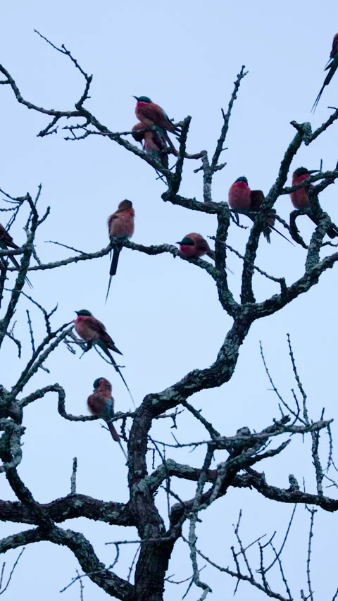 Carmine Bee-Eaters Perched on Bare Tree Branches Against Sky Stock Footage 338594603