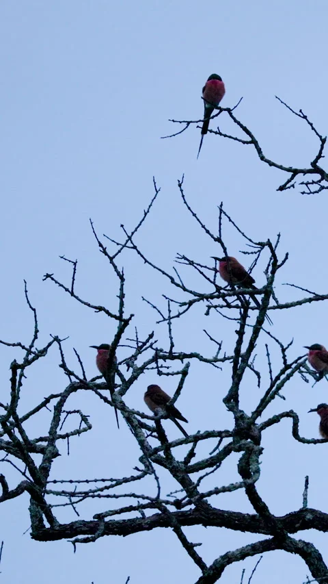 Carmine Bee-eaters Perched on Bare Tree Branches Against Blue Sky Stock Footage 339769467