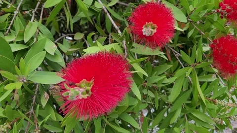 Carmine callistemon (Callistemon citrinus), myrtle family, Meran Stock Footage 310797853