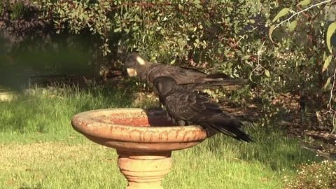 Carnaby's Cockatoo pair bathing Stock Footage 83931023