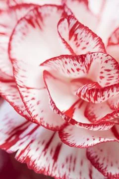 Carnation #3 Stock Photos