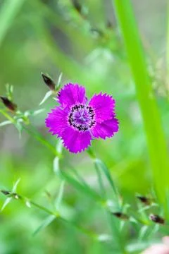Carnation amur Stock Photos
