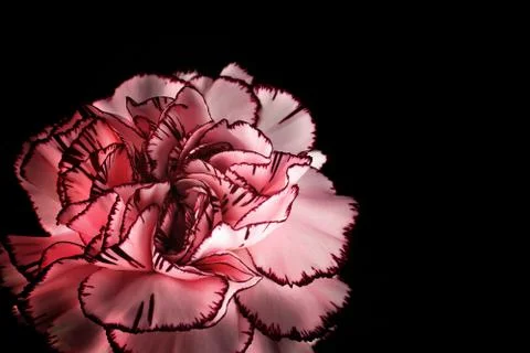 Carnation on the black background Stock Photos