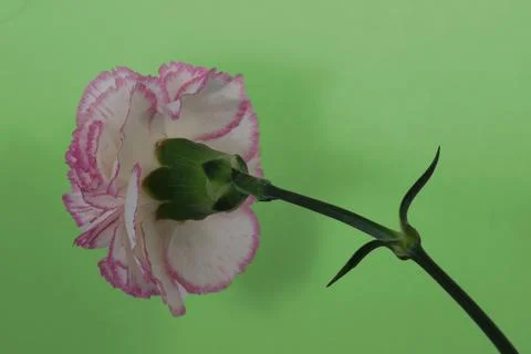 Carnation bloom Foto stock