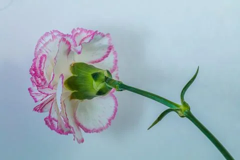 Carnation bloom Stock Photos