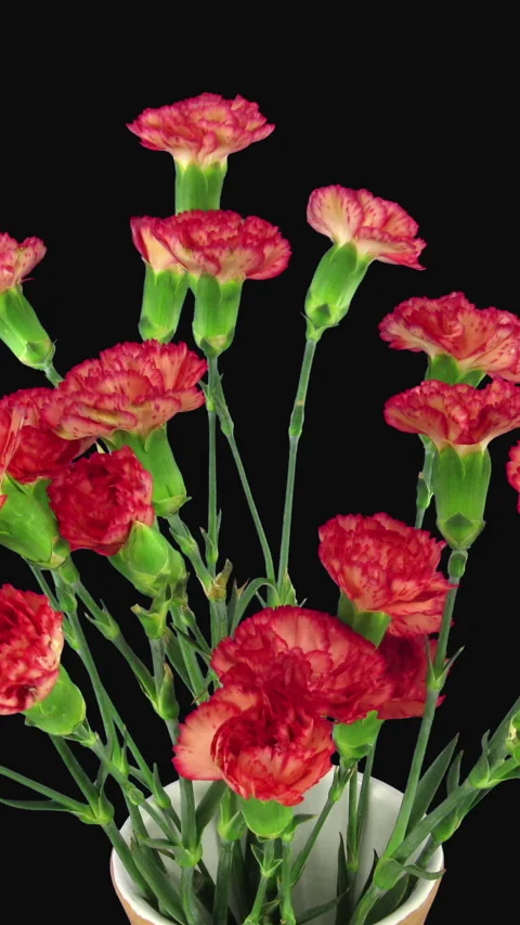 Carnation bouquet blooming from buds to full flowers, vertical 動画素材 344748615