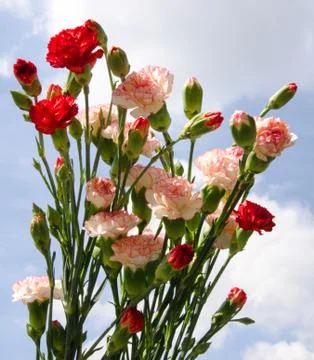 Carnation bouquet Foto stock