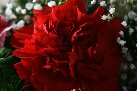 Carnation bouquet Stock Photos