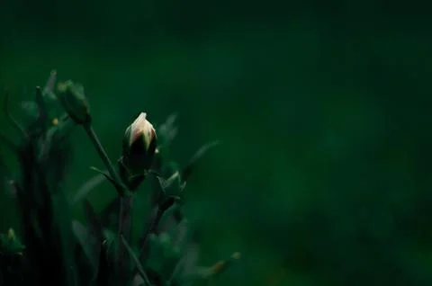 Carnation buds. Фото