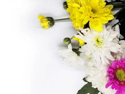 Carnation card on white background Stock Photos