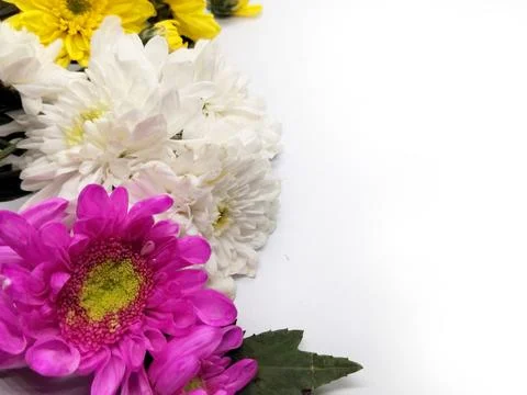 Carnation card on white background Stock Photos