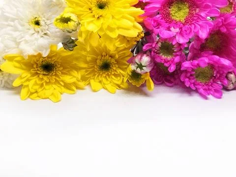 Carnation card on white background Stock Photos