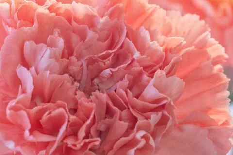 Carnation Close Up Stock Photos