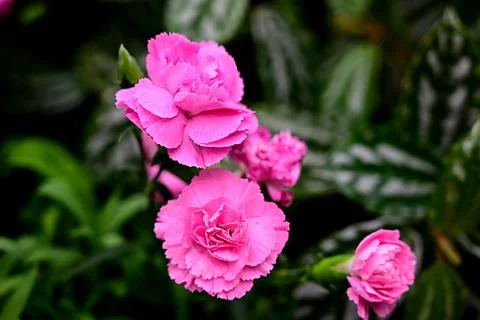 Carnation on a dark background close-up. Pink carnation with a green branch. Stock Photos