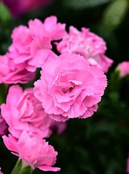 Carnation on a dark background close-up. Pink carnation with a green branch. Stock Photos
