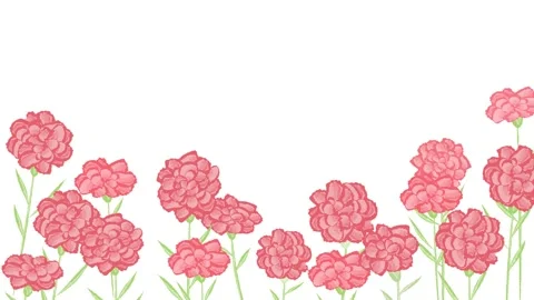 Carnation flower animation Stock Footage 311904115