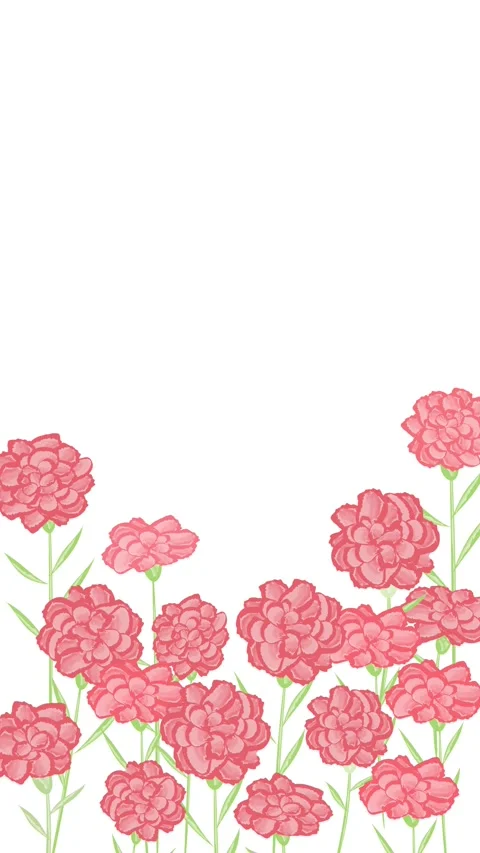 Carnation flower animation Stock Footage 311904117