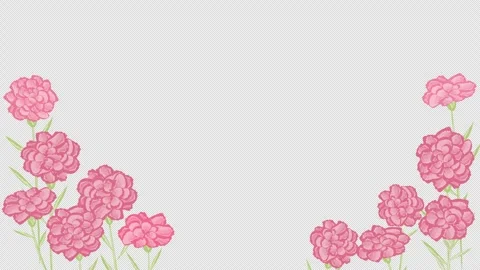 Carnation flower animation Stock Footage 311904773