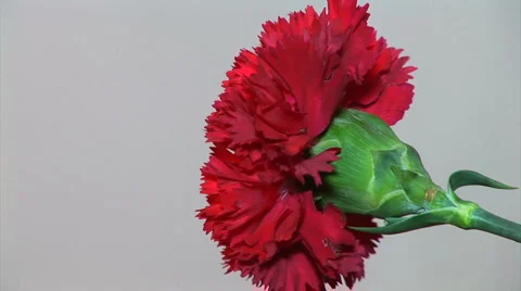 Carnation Flower Stock Footage 1107153
